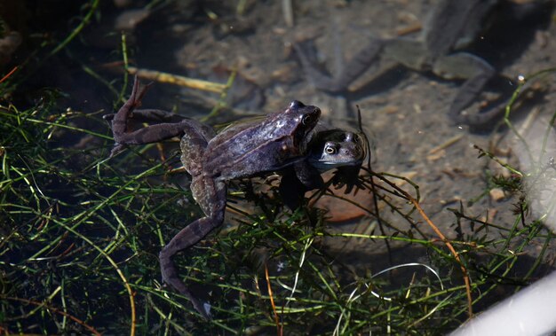 Photo frogs breeding in a uk pond