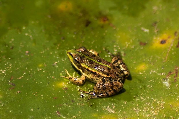 Photo frogs, resting on a leaf, in the water, on muddy soil