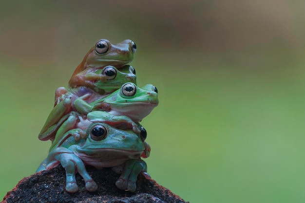 frogs tree