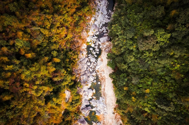 Фото С птичьего взгляда на лесный ручей