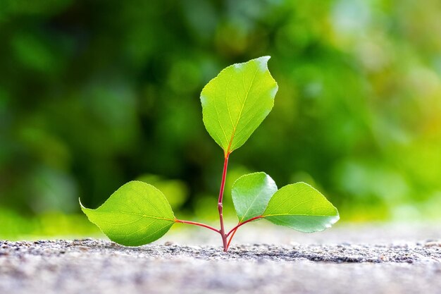 写真 乾燥した土壌の亀裂から、緑の葉のある木が芽生えます