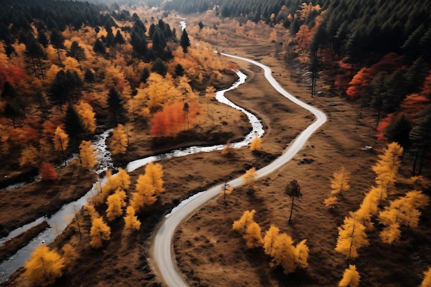 사진 그림 같은 가을 숲의 한가운데에 있는 경로의 위쪽 드론 뷰