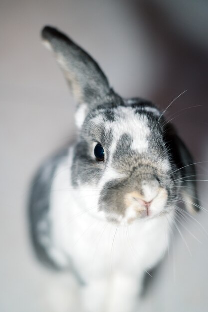 From above of adorable funny gray and white spotted pet rabbit sitting on floor in room