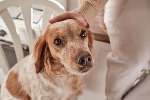 From above of adorable Spaniel sitting on chair at home and looking away while being caressed by crop unrecognizable owner