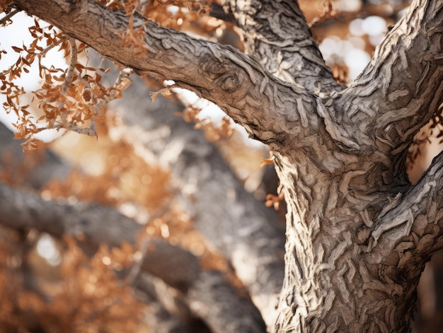 From Bark to Blossom Witnessing the Changing Face of Nature