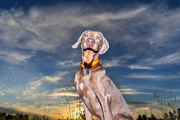 From bellow Cute purebred gray Hungarian Vizsla with collar and sitting in field during sunset