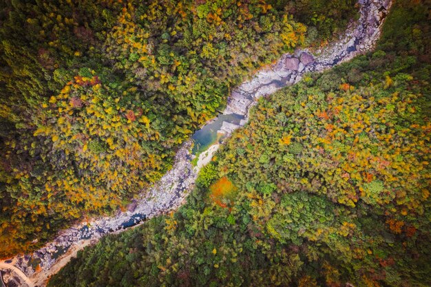 Photo from a birdseye view of a forest stream