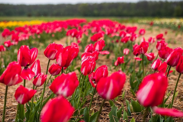 野原の花壇に生える緑の新鮮な葉を持つ真っ赤なチューリップの上から