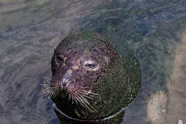 From above cute big seal covered with dirt swimming in the water