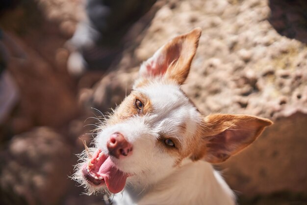 From above of cute dog looking at camera with tongue out while standing on stony ground in nature on summer day