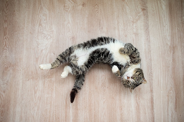 From above cute old gray cat looking at camera while rolling on floor at home