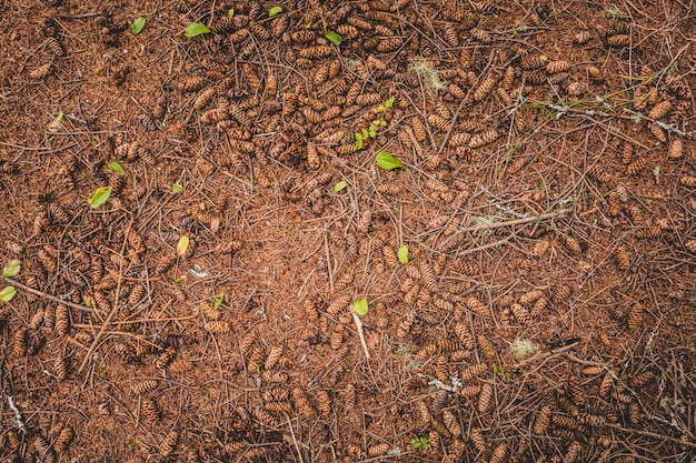 From above dry ground texture in evergreen forest