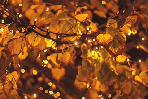 Снизу сказочные огни обернулись вокруг ветвей осеннего дерева ночью в парке