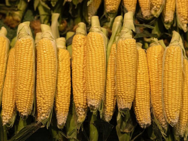 From field to plate the pleasures of fresh corn a summertime favorite for all ages