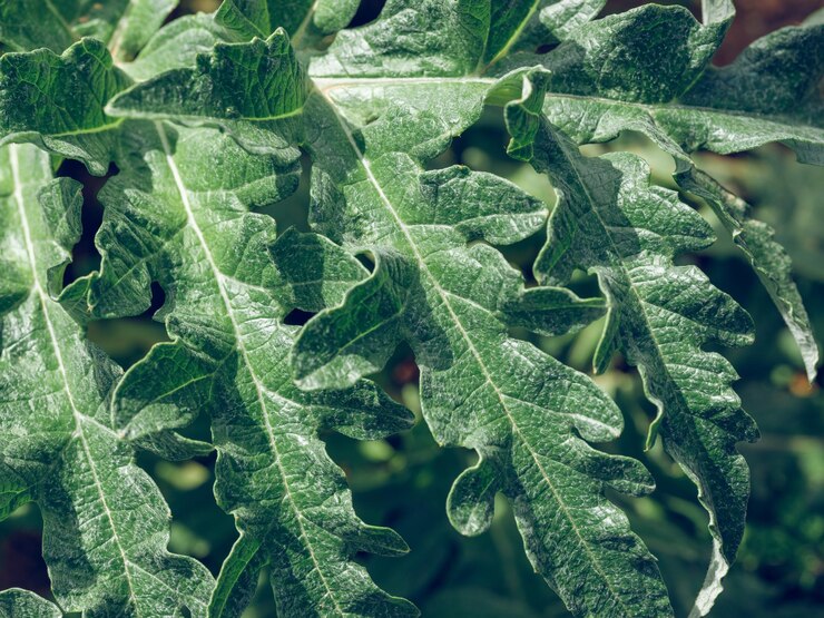 Сверху свежий Solanum aculeastrum с текстурированными листьями, растущими в лесу в солнечный день