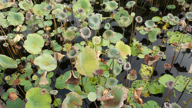 From above green yellow lotus leaves on tall stem and seeds in water