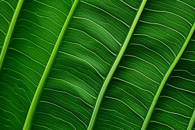 From above leaf with green stripes