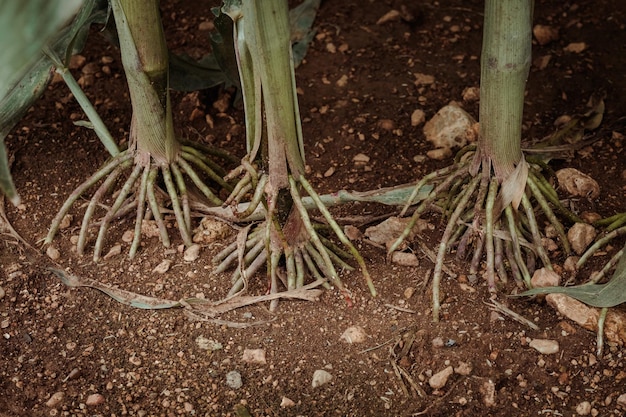 Foto dalla parte superiore di molte radici di piante di mais che crescono nel terreno nel campo della fattoria durante la stagione della raccolta