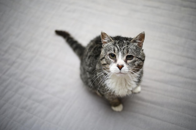 From above serious old gray tabby cat looking at camera