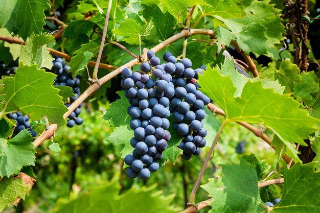 From below of tasty ripe black grapes growing on branch of tree growing in vineyard in countryside