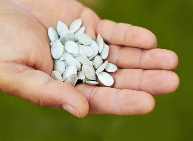 From these flowers will grow Shot of a hand holding seeds