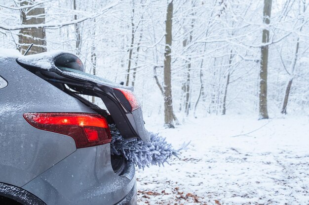 From trunk of car snowy christmas tree can be seen