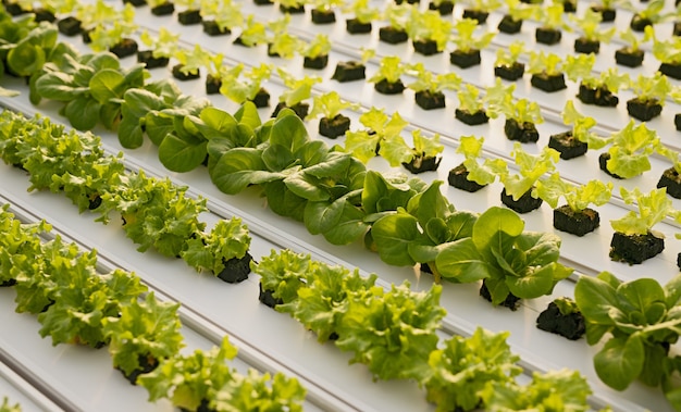 From above various lettuce seedlings growing on tray on hydroponic table in contemporary hothouse