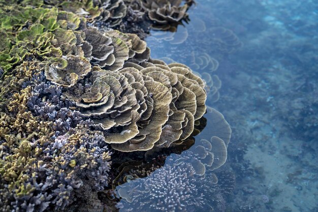 Foto da sopra di varie specie di coralli rocciosi esotici che crescono nell'acqua di mare durante la bassa marea foto