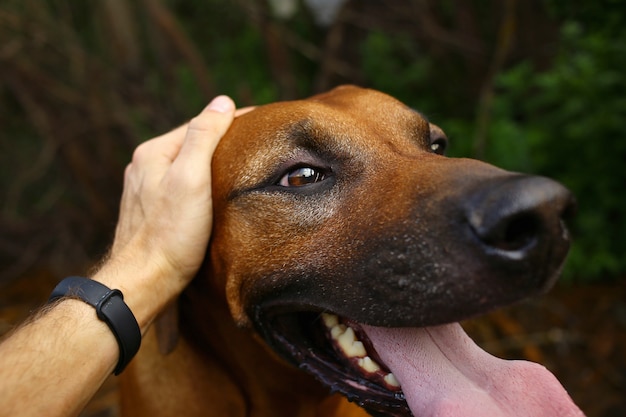 From above view. Person hand stroking a rhodesian ridgeback Dog head