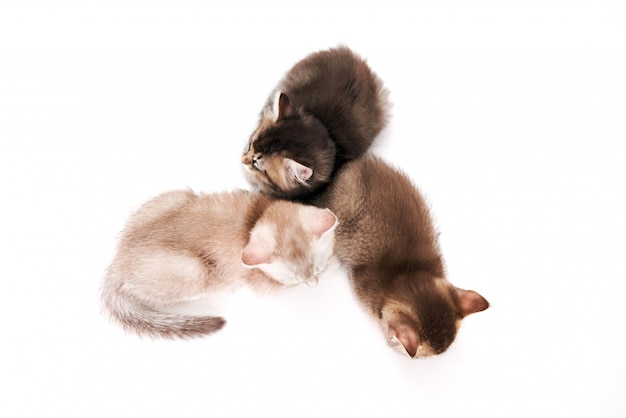 From above view of three kittens.