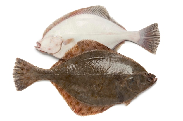 Front and back of fresh European flounders