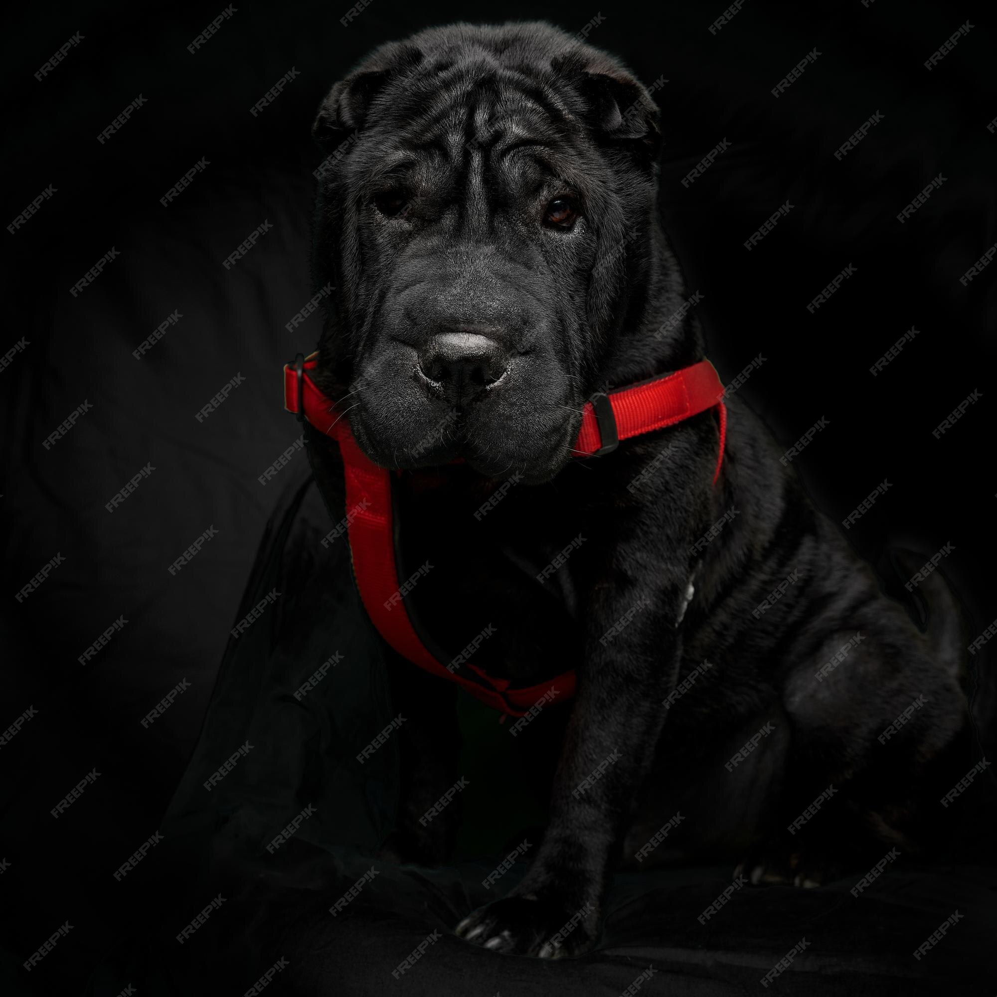Premium Photo | Front closeup portrait of a puppy cane corso with red leash  on black background isolated