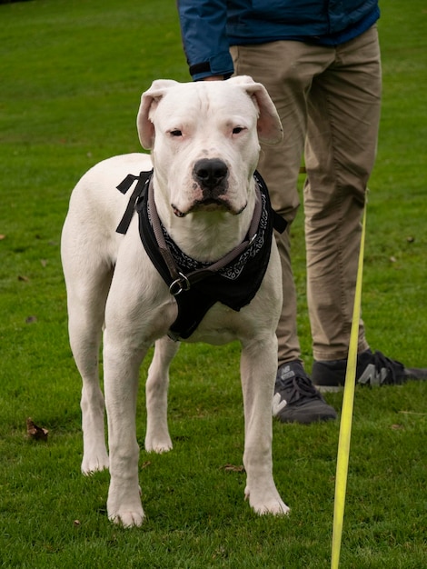 Foto fronte dal dogo argentino