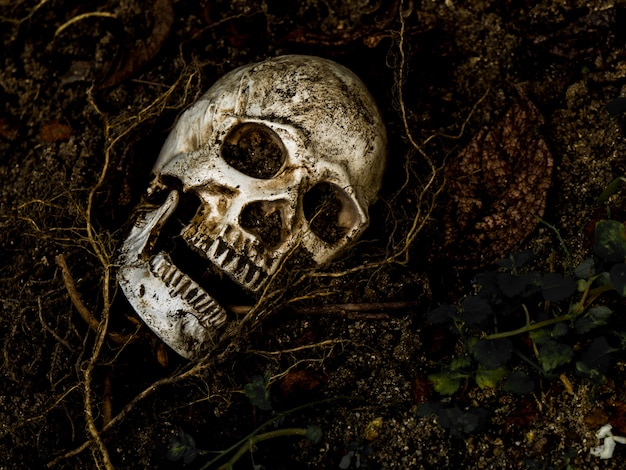 Photo in front of human skull buried in the soil with the roots of the tree on the side.