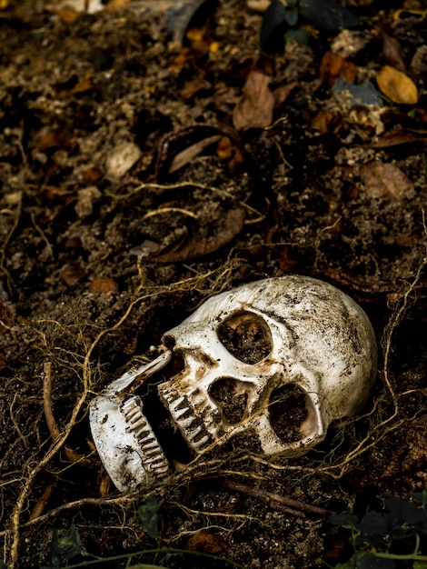 Davanti al cranio umano sepolto nel terreno con le radici dell'albero sul lato.