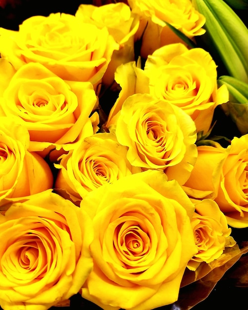 Front shot of a bunch of yellow roses