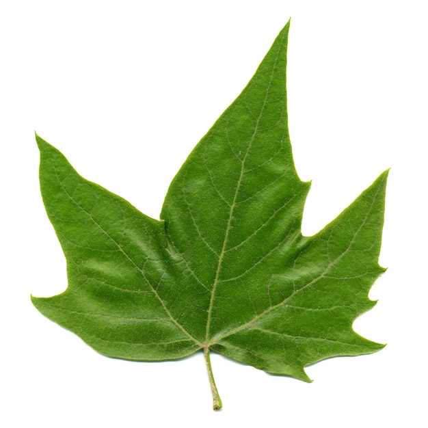 Front side of plane (Platanus) tree leaf isolated over white