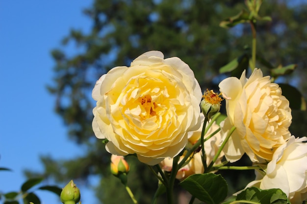 イングリッシュ ブッシュ ローズの正面上部の写真、空に対してつぼみのある黄色の花のクローズ アップ