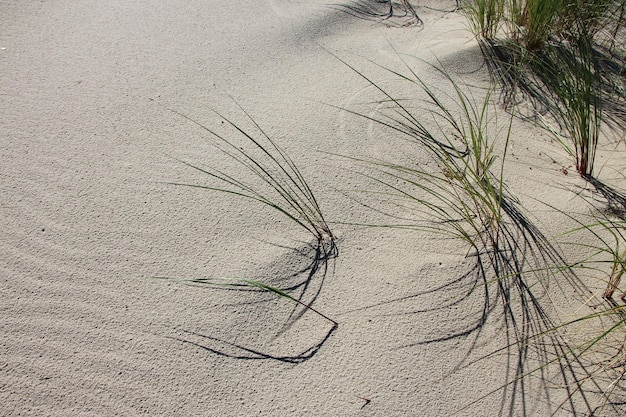 front top photo of grass and its shadows on a sand dune of the Baltic Sea