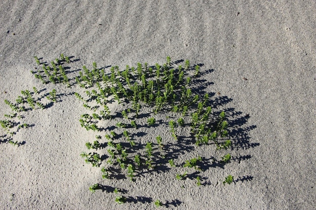 front top photo of grass and its shadows on a sand dune of the Baltic Sea