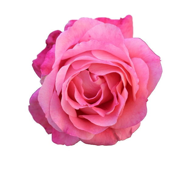 front top photo of a isolated pink rose flower on a white background