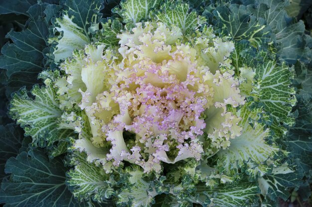 front top photo of ornamental white cabbage in an autumn botanical garden