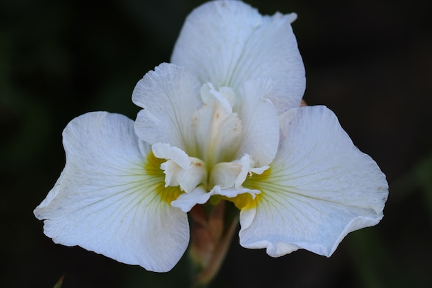 front top photo of the white iris flower isolated on black background