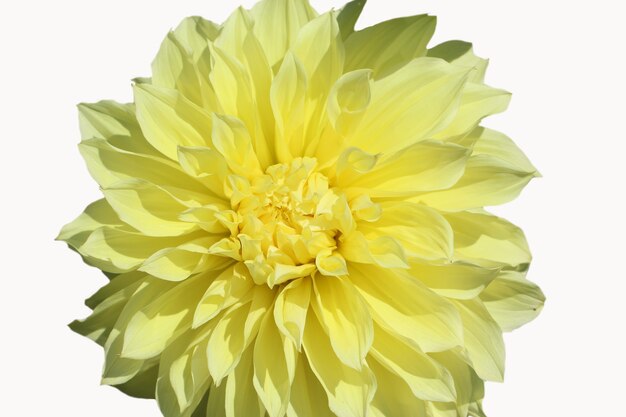 front top photo of yellow dahlia isolated on white background