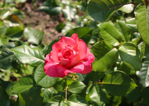 front top photography of a beautiful pink rose on a blurry green garden background