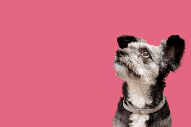 Front view of adorable mixed breed puppy looking to the left with copy space