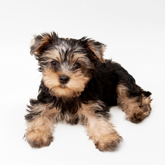 Photo front view of adorable yorkshire terrier