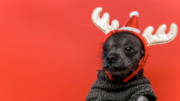 Foto vista frontale del bellissimo cane con copia spazio