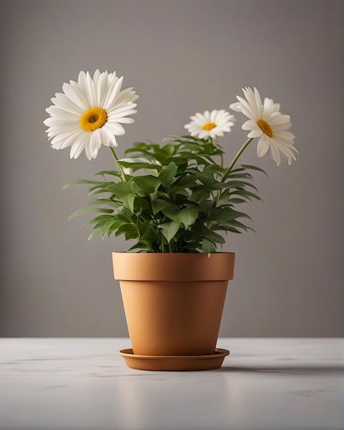 Front view beautiful flowers in vase on the white background high quality photo