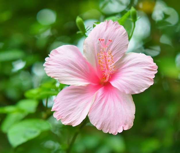 front view of beautiful hibiscus flower
